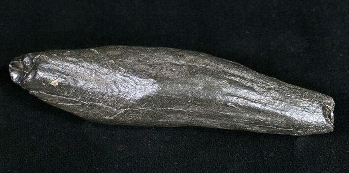 Fossil Sperm Whale Tooth #10091